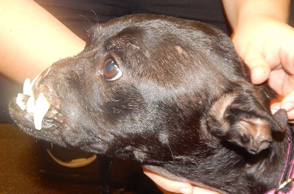 pitbull-defigure-Khaleesi-6