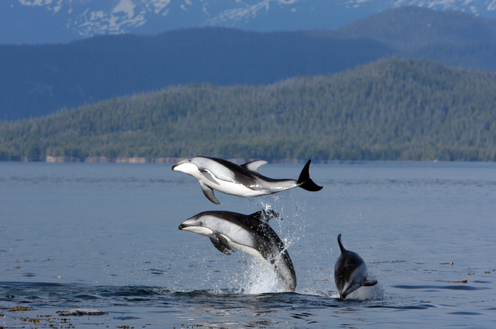 wild-dolphins-3