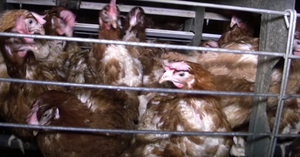 michel-augustin-l214-1