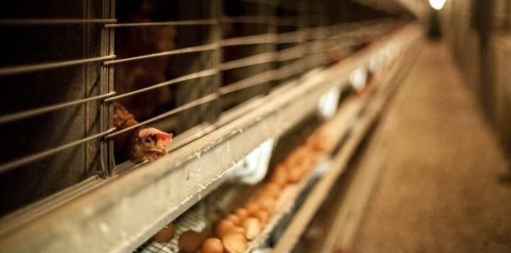 michel-augustin-l214-7