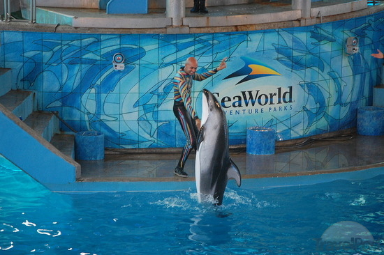 viva-show-with-dllphins-san-antonio-1