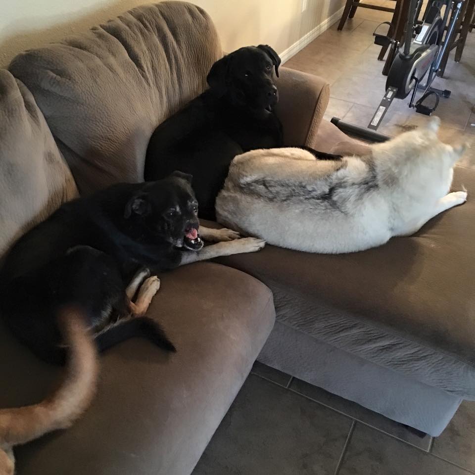 Anubis-dog-cairo-snarr-6