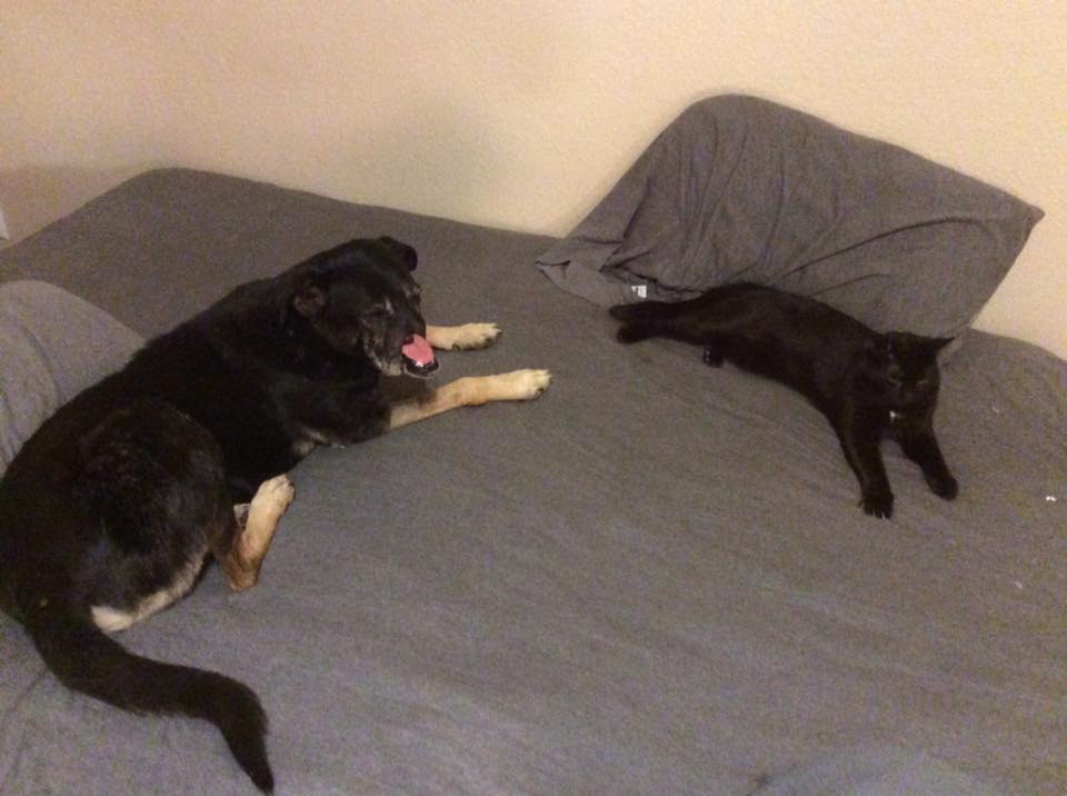 Anubis-dog-cairo-snarr-2