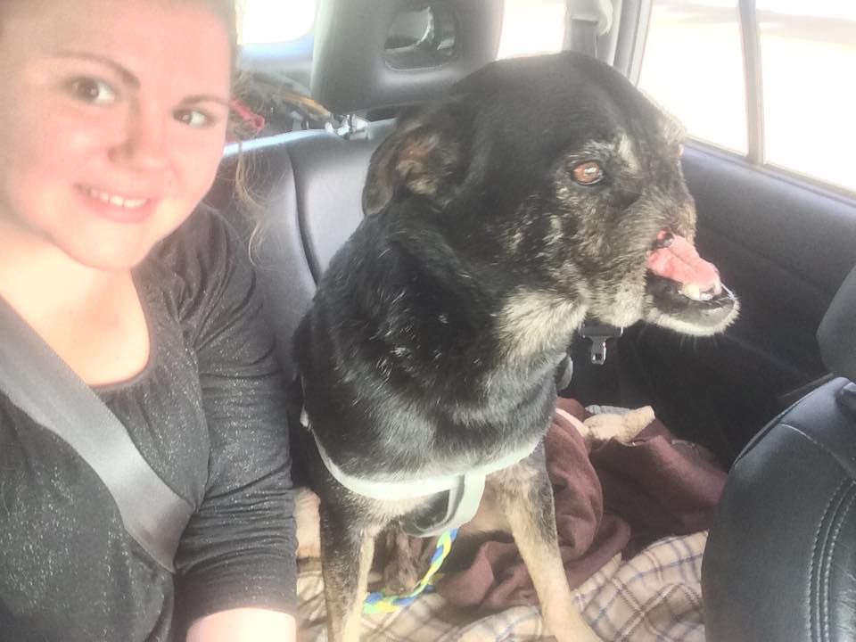 Anubis-dog-cairo-snarr-8