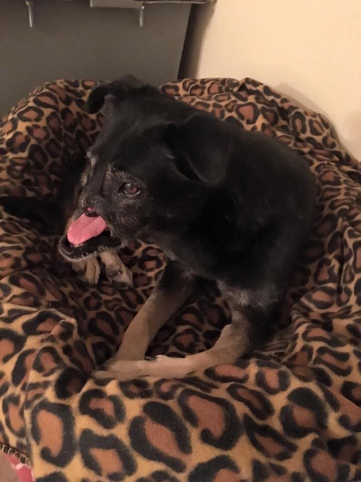 Anubis-dog-cairo-snarr-9