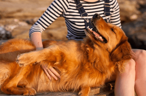 Garde d'animaux avec Holidog