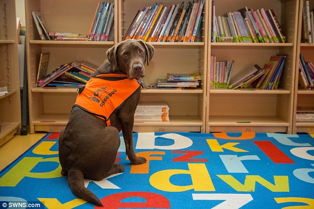 labrador-fernie-lire-2