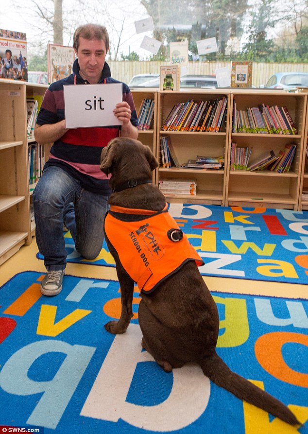 labrador-fernie-lire-1