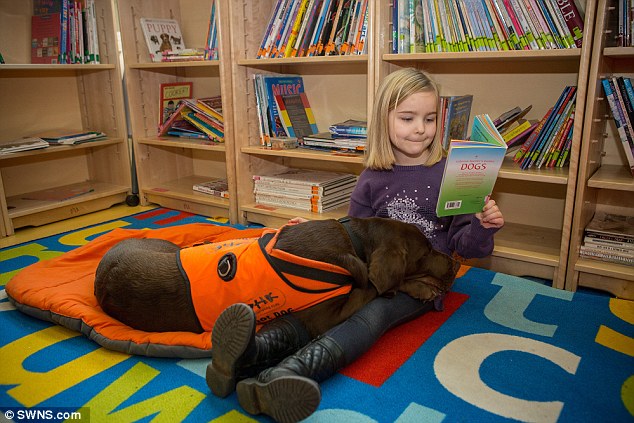 labrador-fernie-lire-4