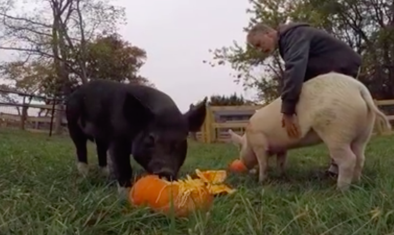 anna-maybelle-pigs-jon-stewart-14