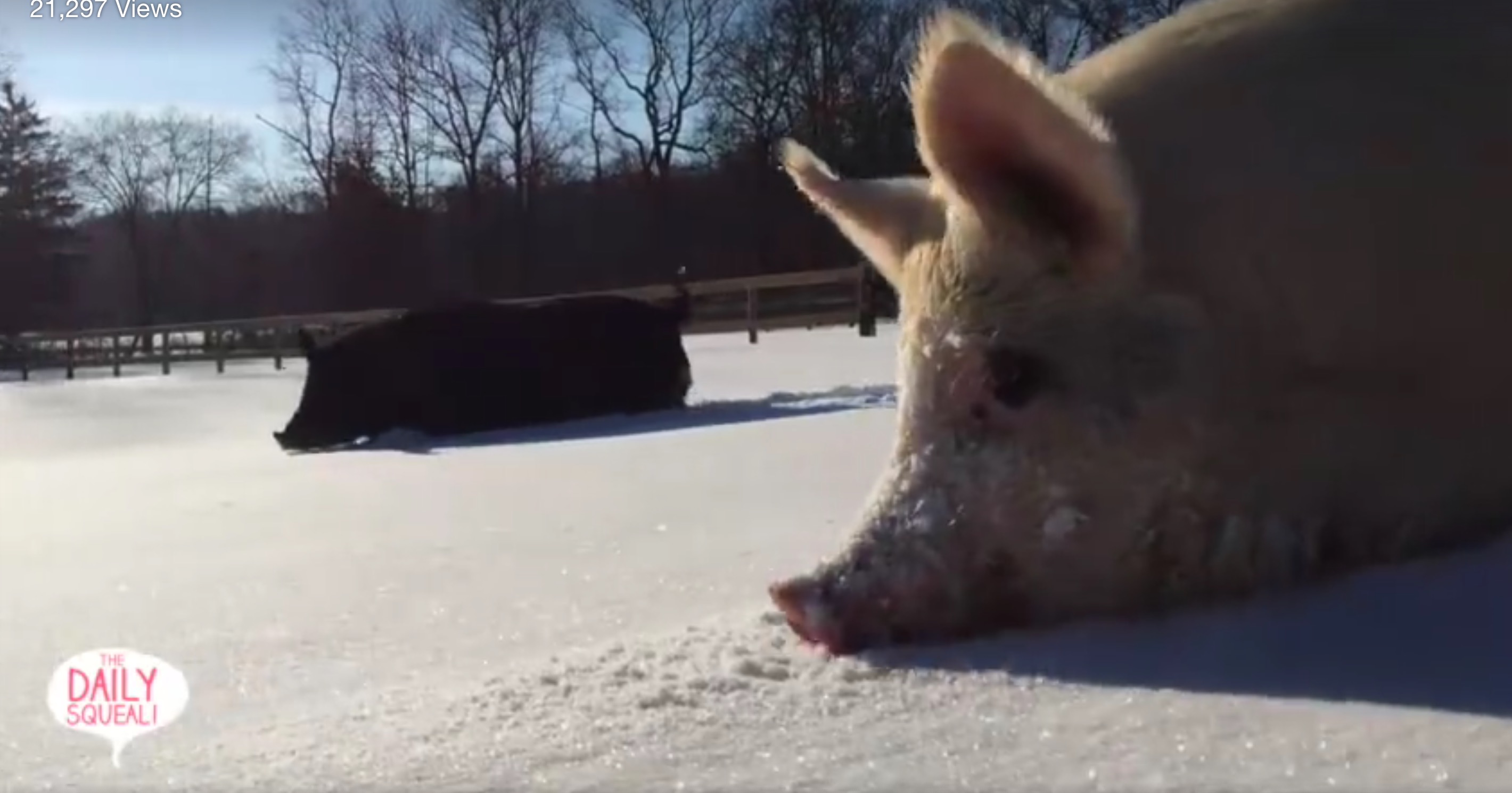 anna-maybelle-pigs-jon-stewart-5