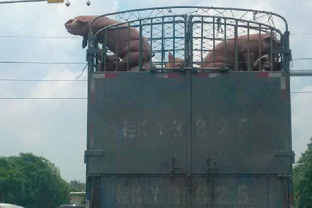 anna-maybelle-pigs-jon-stewart-13