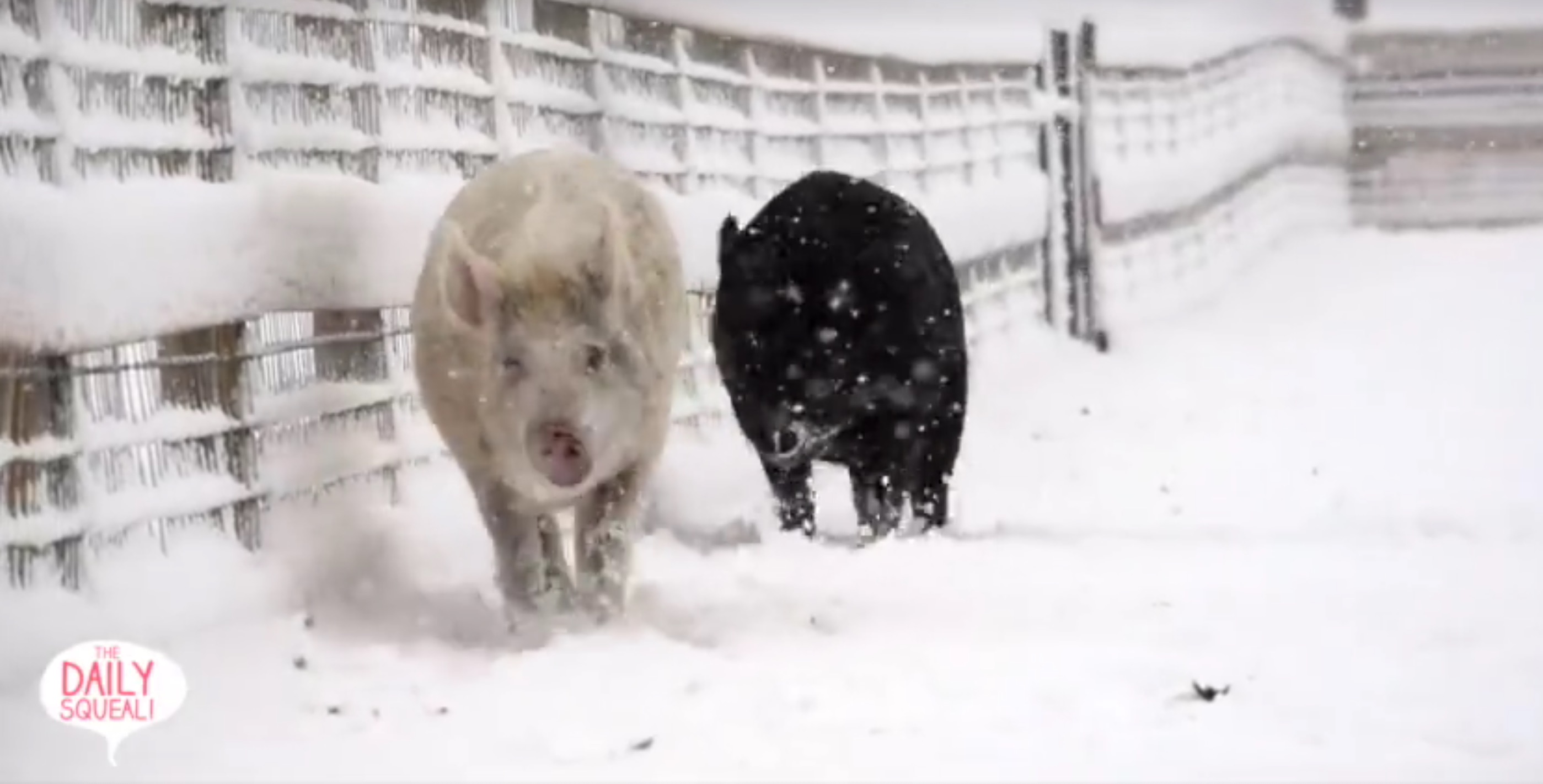 anna-maybelle-pigs-jon-stewart-9