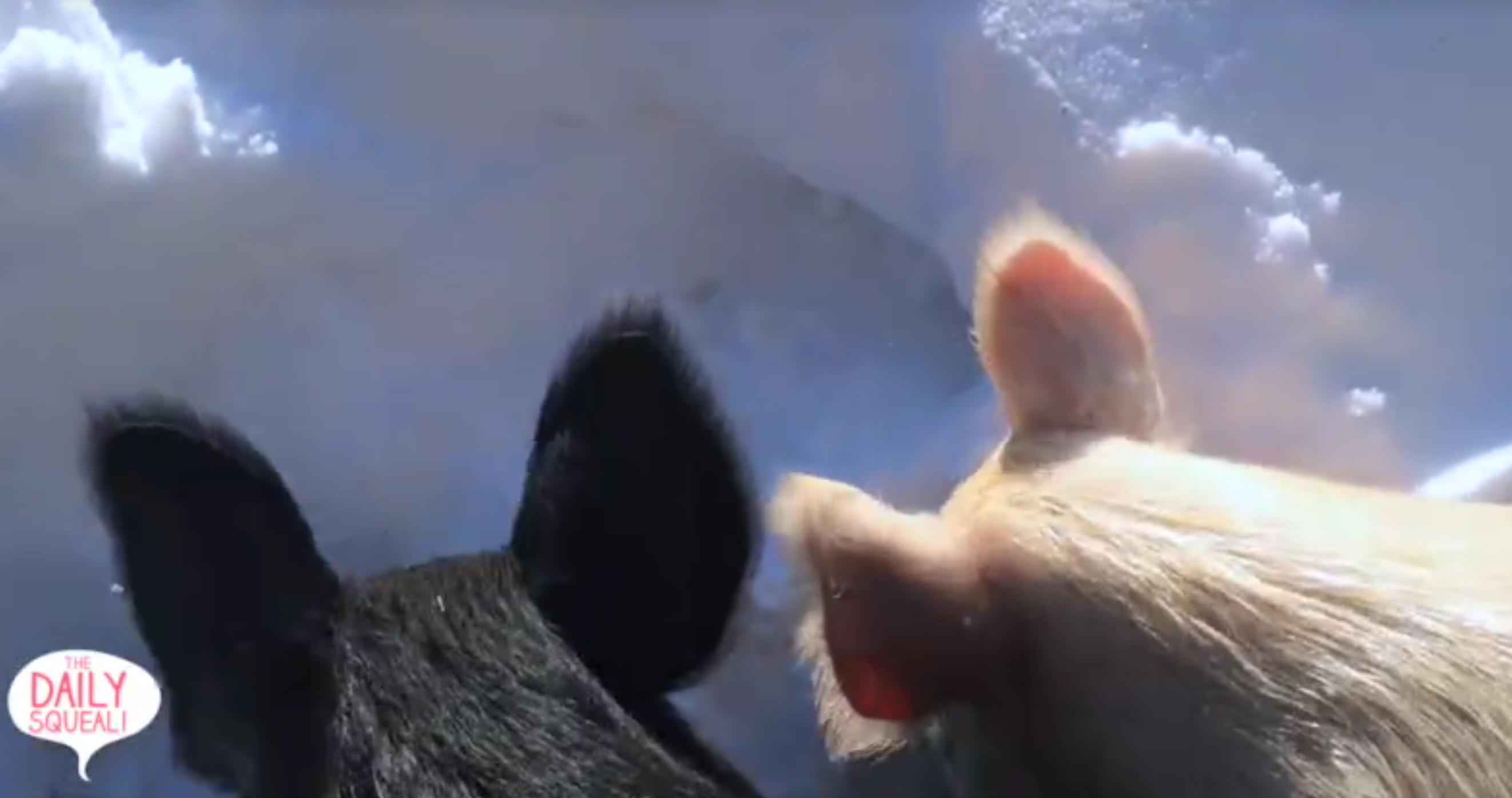 anna-maybelle-pigs-jon-stewart-6