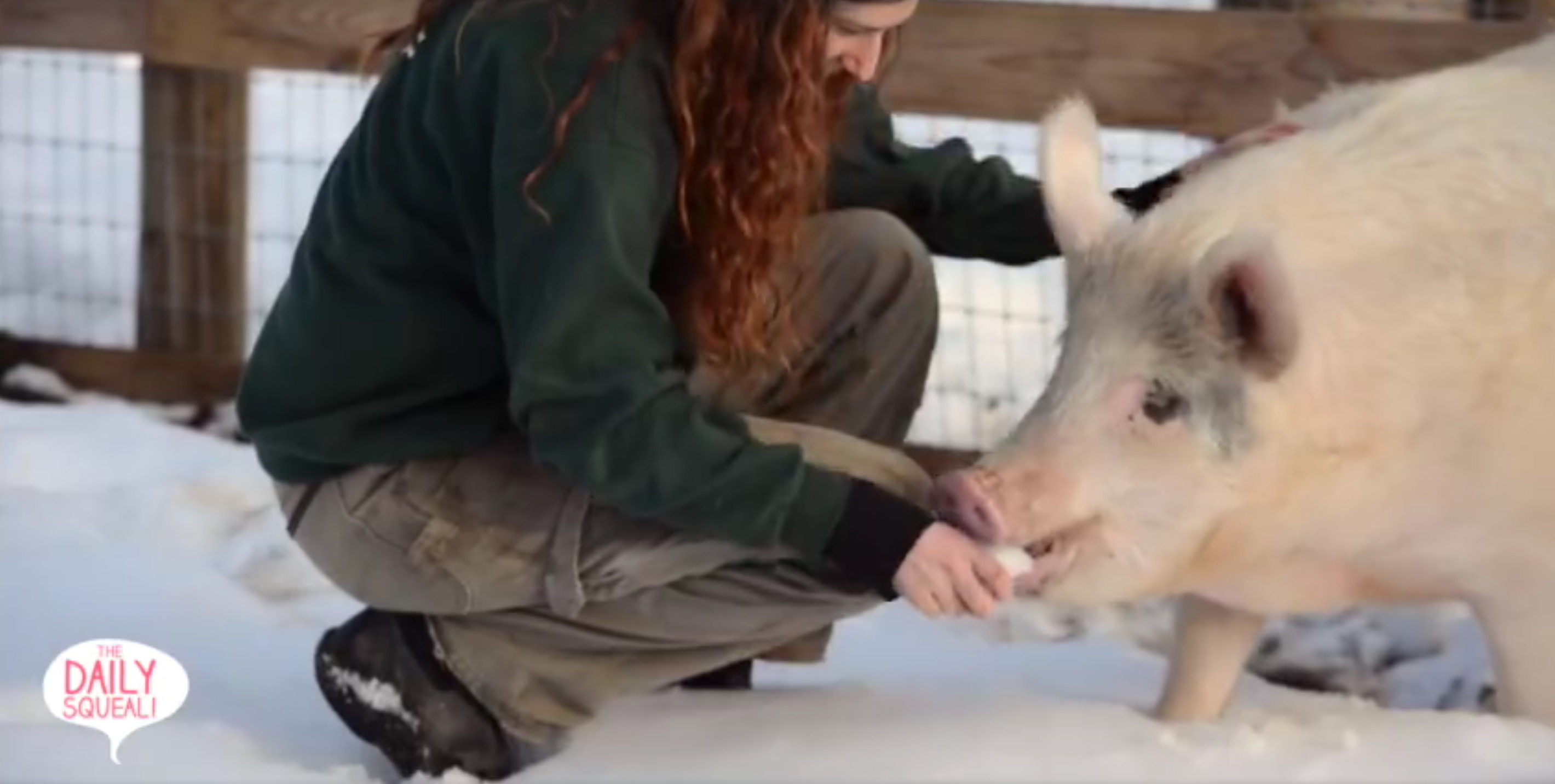 anna-maybelle-pigs-jon-stewart-10