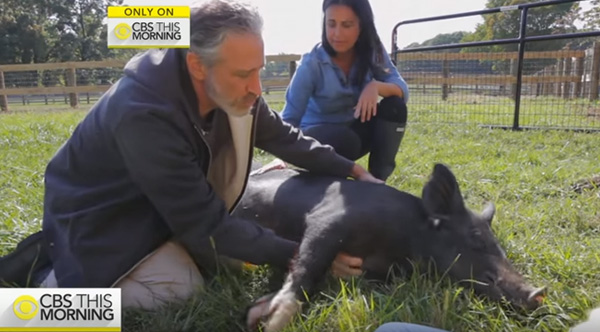 anna-maybelle-pigs-jon-stewart-1