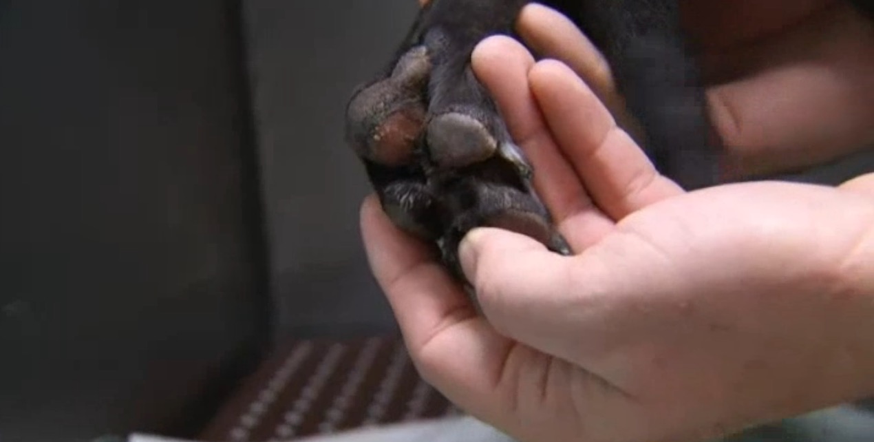 dog-paws-frozen-new-york-9