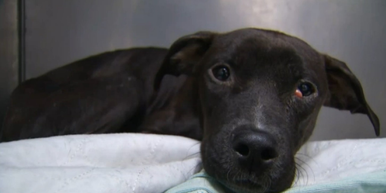 dog-paws-frozen-new-york-6