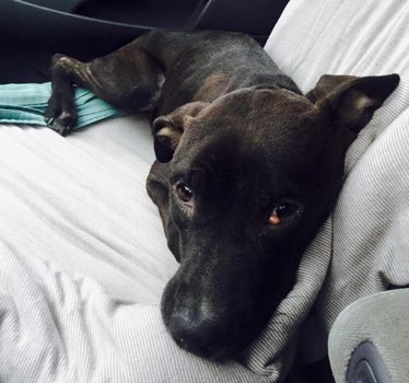 dog-paws-frozen-new-york-19