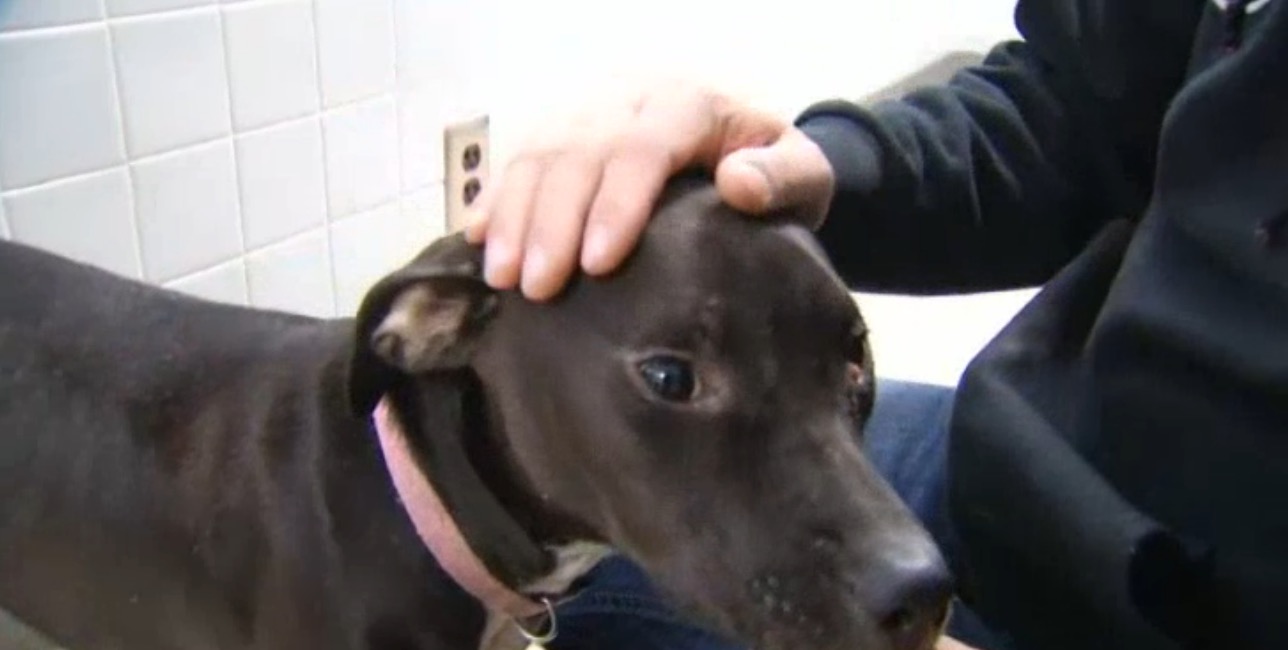 dog-paws-frozen-new-york-7