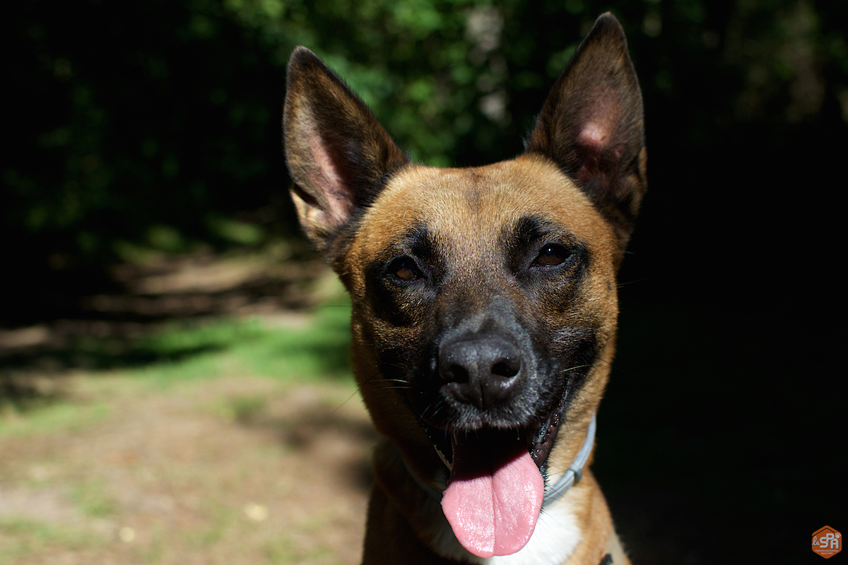 ficelle-adoption-forbach-spa-7