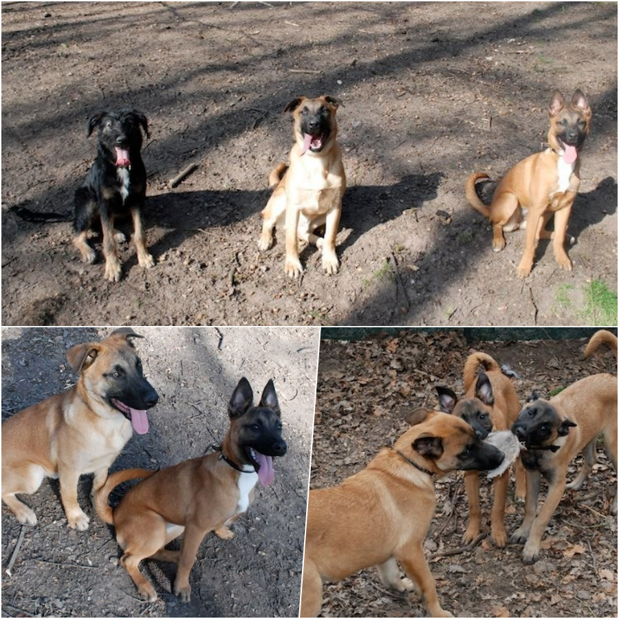 ficelle-adoption-forbach-spa-1