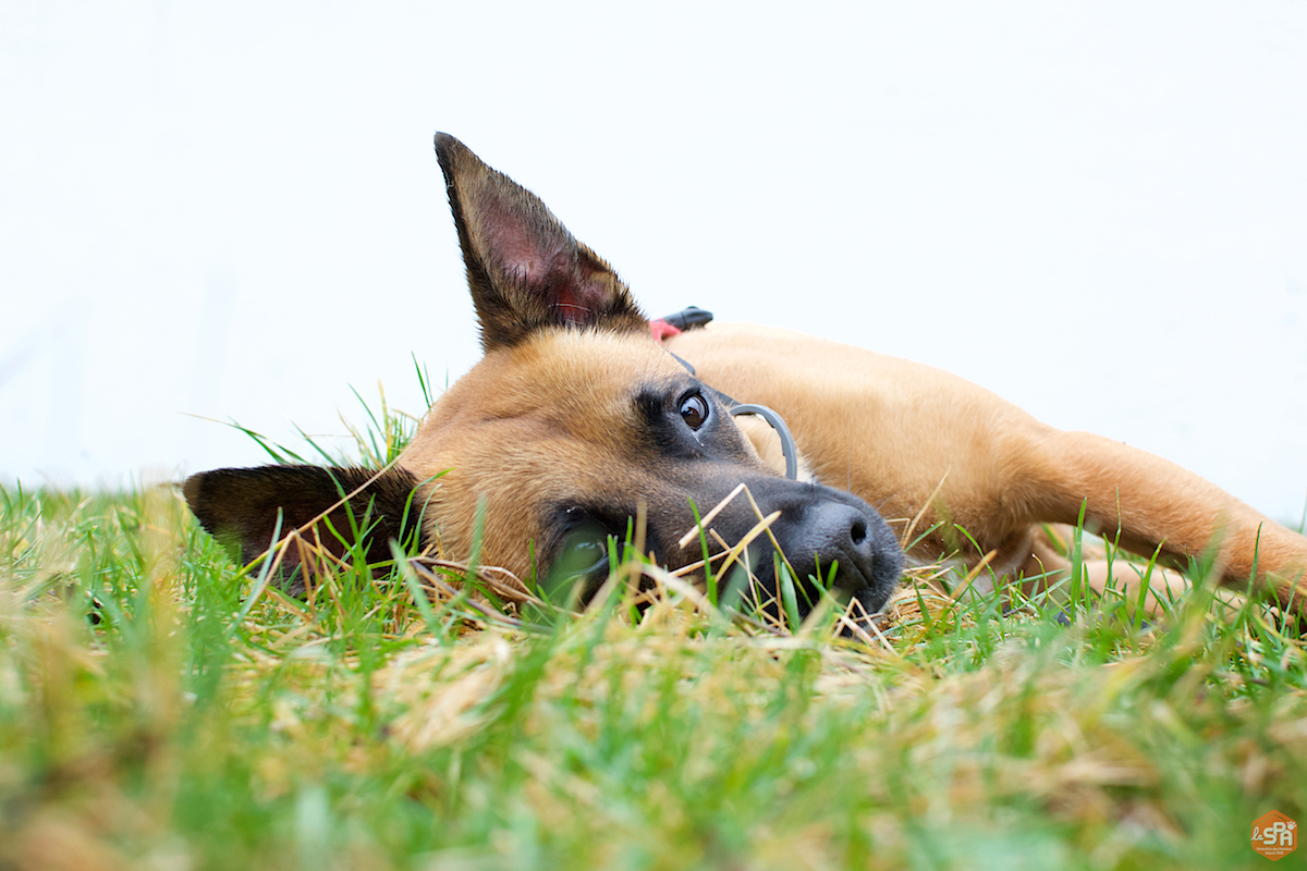 ficelle-adoption-forbach-spa-3