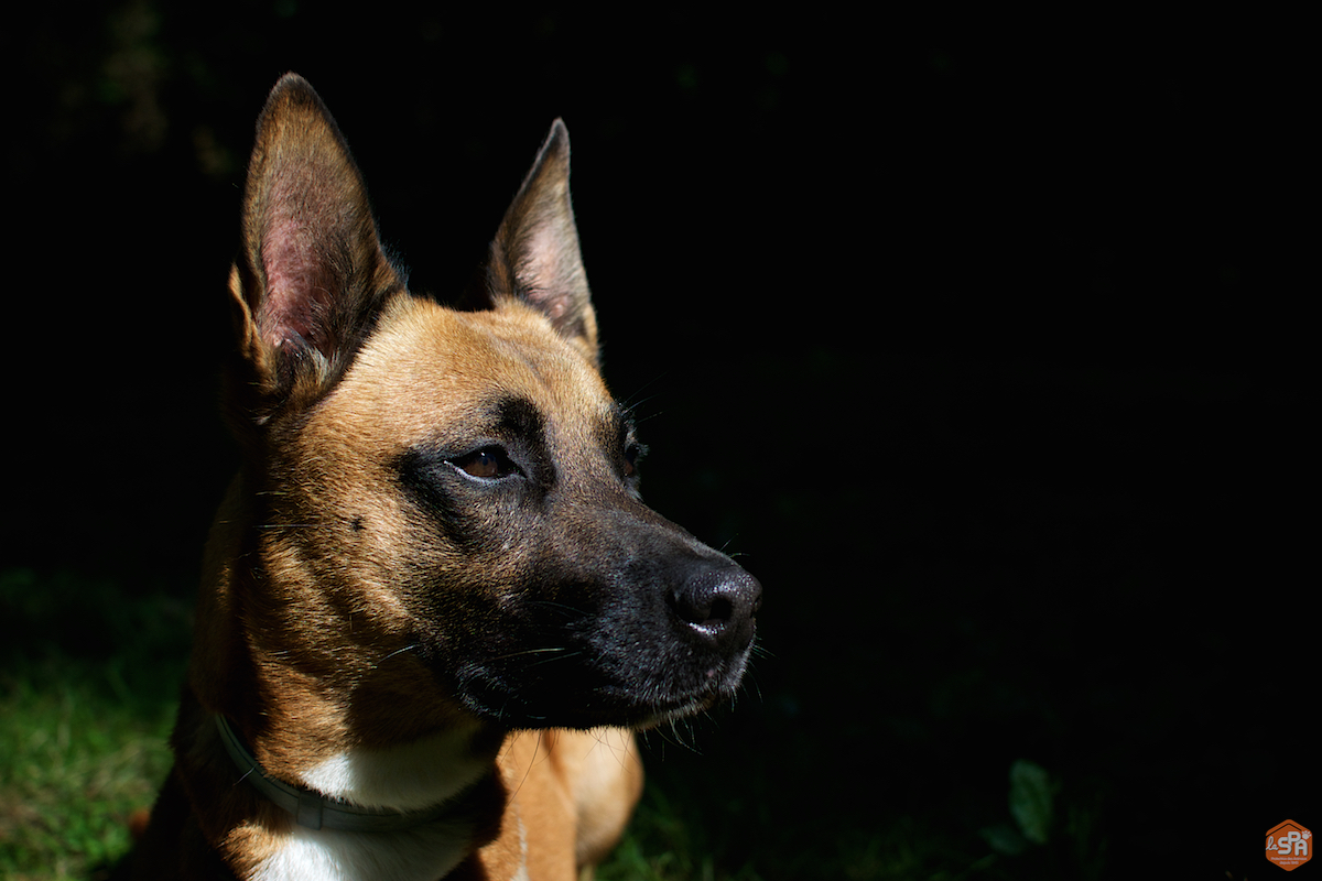 ficelle-adoption-forbach-spa-6