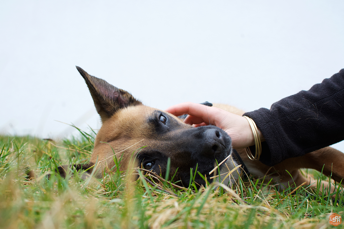 ficelle-adoption-forbach-spa-4