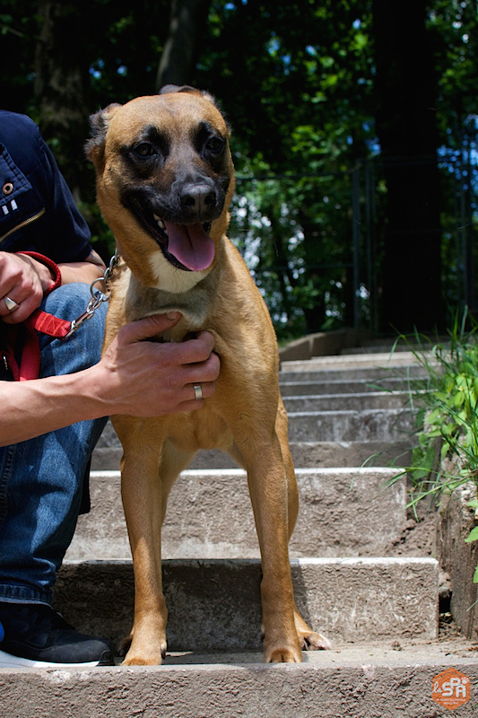 ficelle-adoption-forbach-spa-5