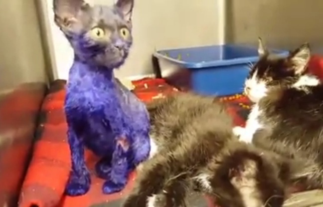 smurf-chaton-violet-19