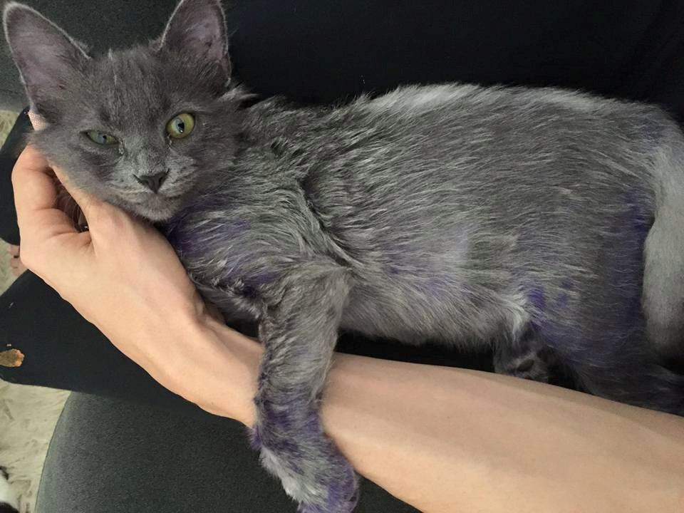 smurf-chaton-violet-20