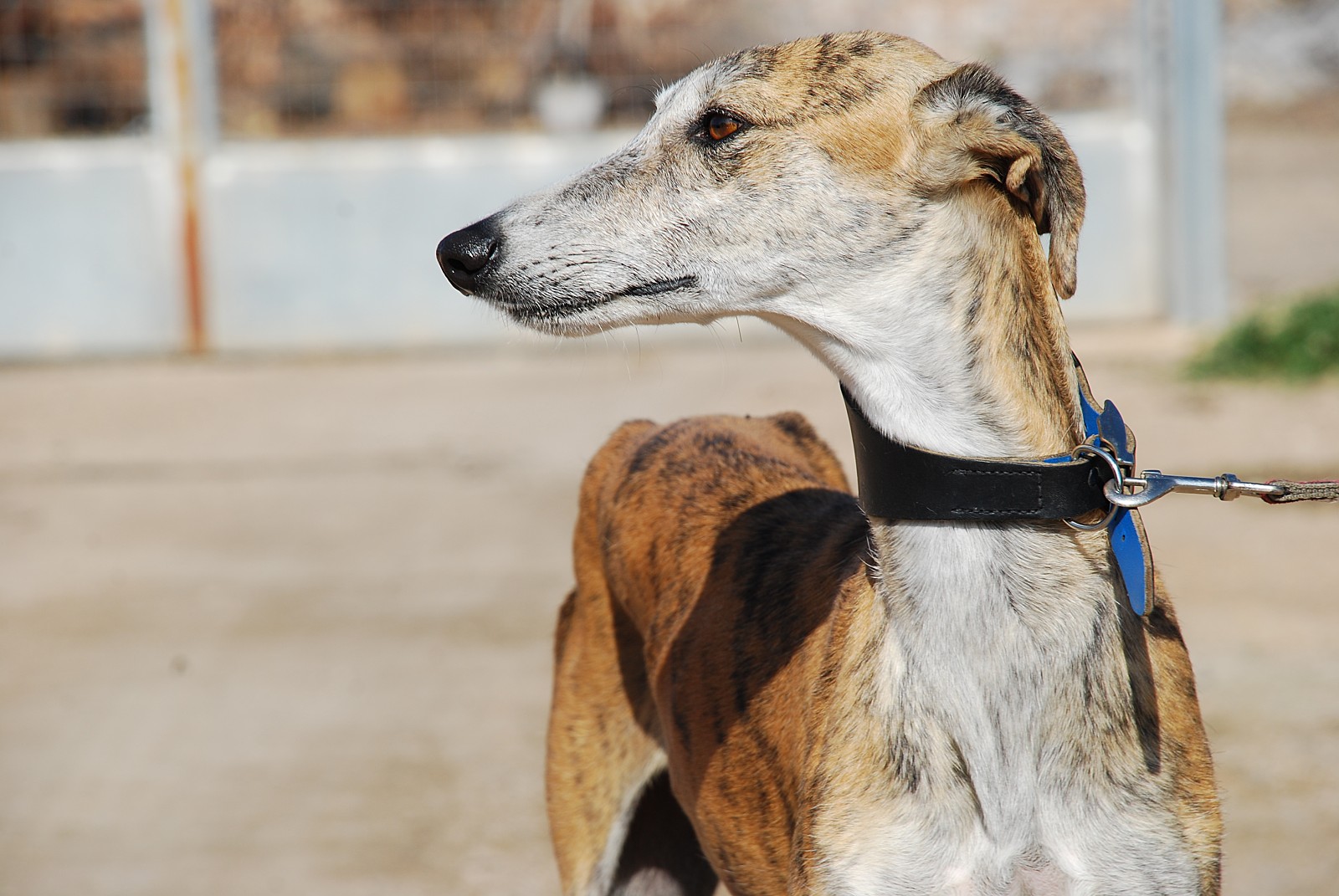 galgos-saved-charity-1