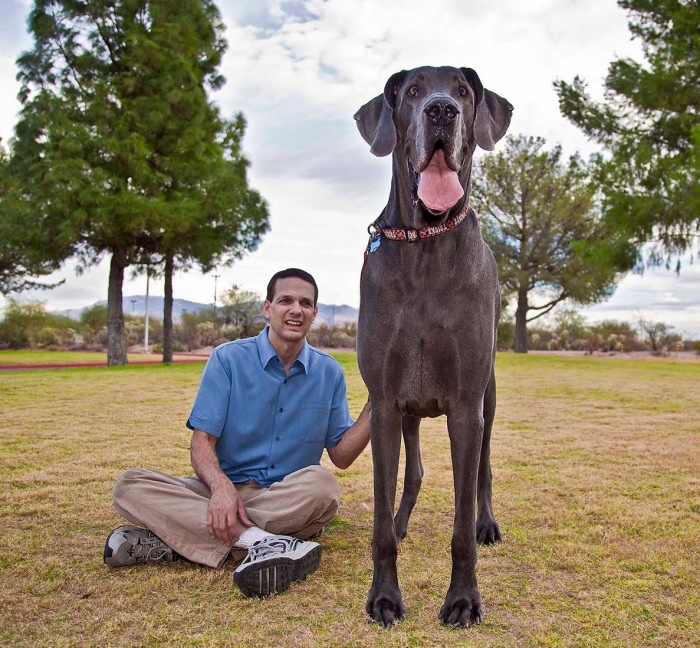 Un Dogue Allemand à côté de son propriétaire