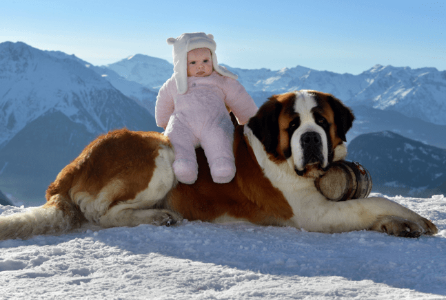 Un Saint-Bernard