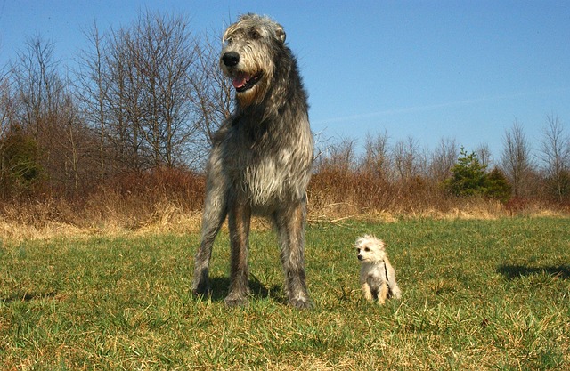 Un Irish Wolfhound et un autre petit chien