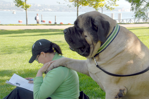 Un Mastiff et sa propriétaire