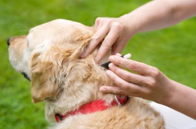 Flea-Treatment-for-Dogs