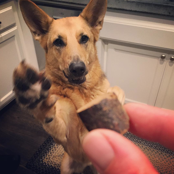 30 Positive Reinforcement Training Tips For Your Dog BowWow Times