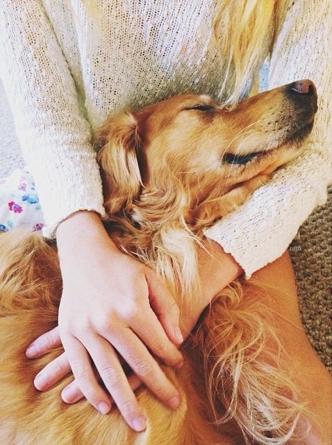 30 Positive Reinforcement Training Tips For Your Dog BowWow Times Dog Hug