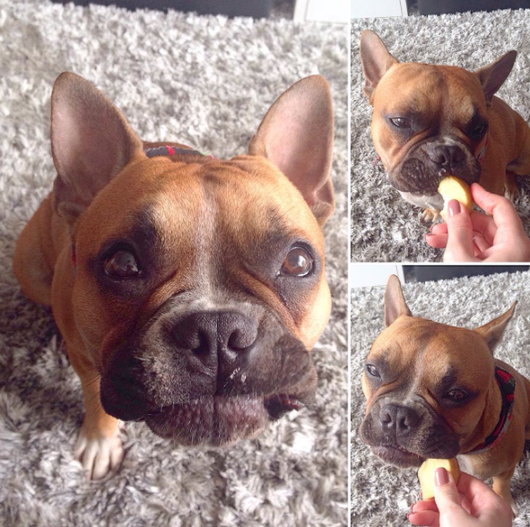 30 Positive Reinforcement Training Tips For Your Dog BowWow Times Frenchie 