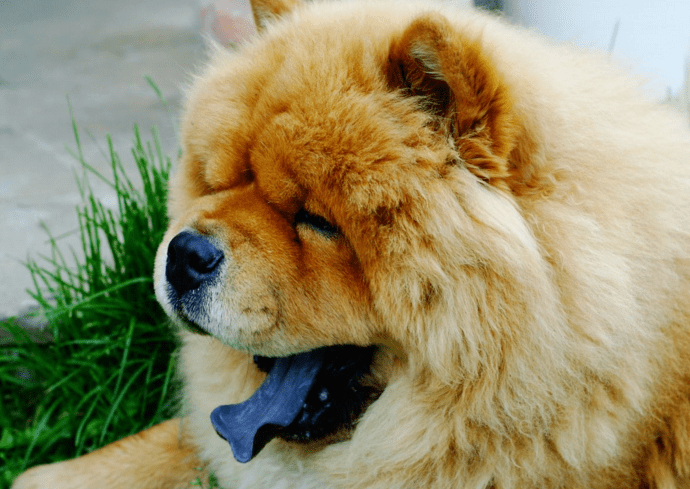 chow-chow- tongue