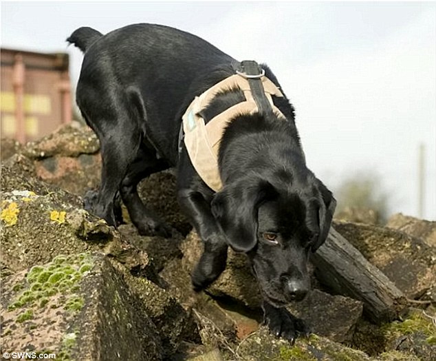 Heyhoe-labrador-tatoo-veteran-6