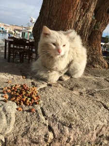 Dias-cat-greece 1