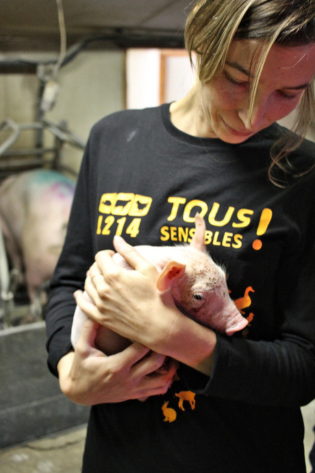 L214-abattoir-vigan-6