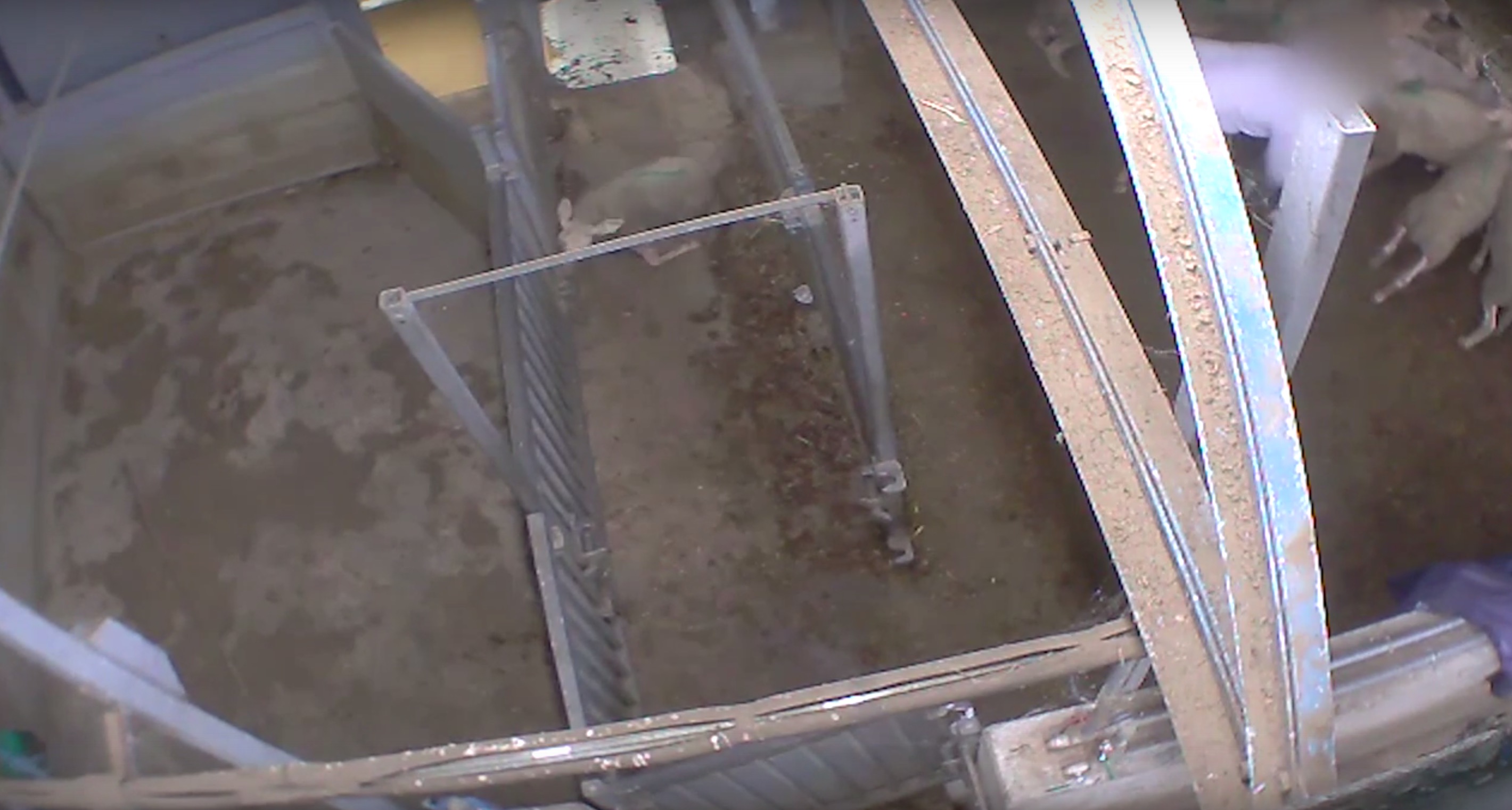 L214-abattoir-vigan-5