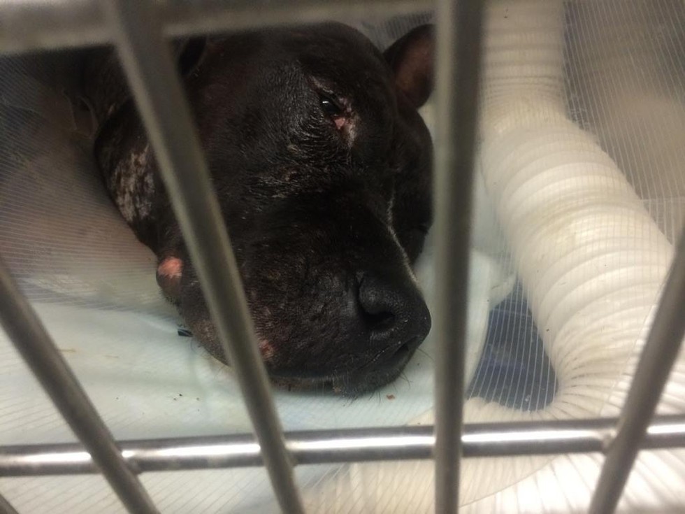 Jude-dogfight-pitbull-3