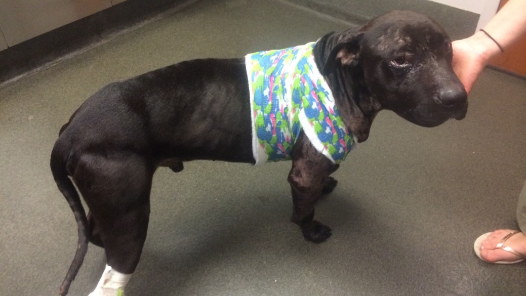 Jude-dogfight-pitbull-8