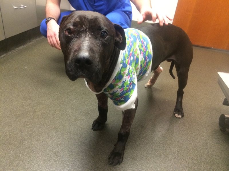 Jude-dogfight-pitbull-10