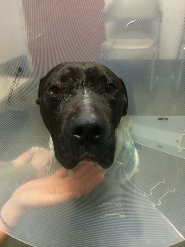 Jude-dogfight-pitbull-9